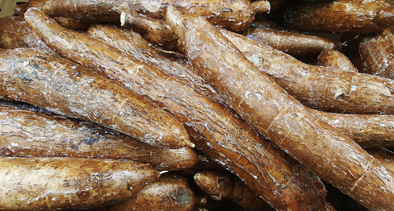 Singkong yang merupakan salah satu makanan pokok masyarakat Indonesia.