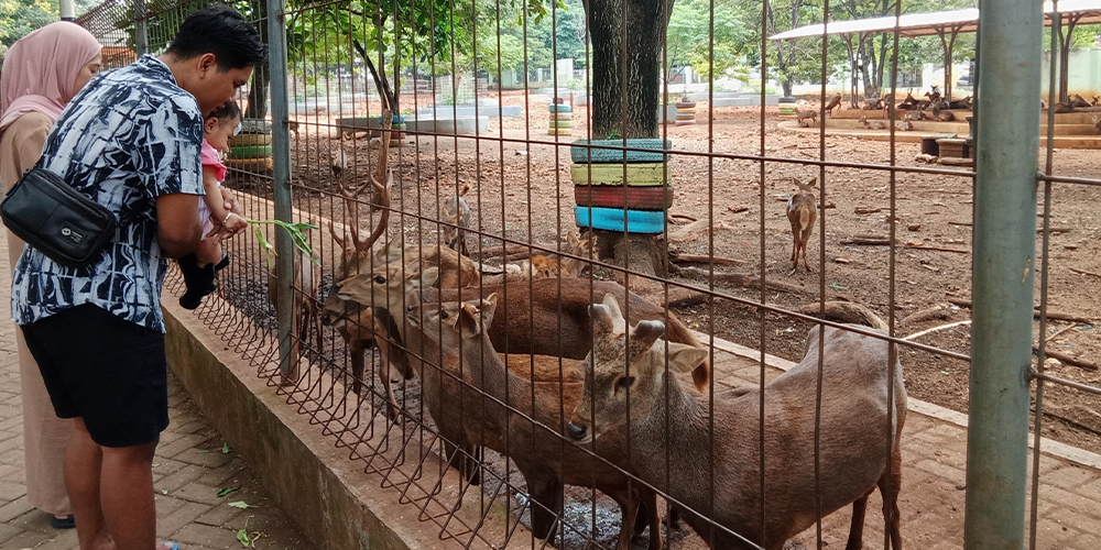 DITUDING TIDAK TERAWAT: Pengunjung Taman Kapur saat memberi makan rusa.