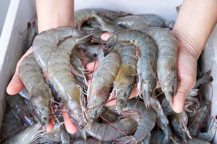 Garis hitam di punggung udang aman dikonsumsi?