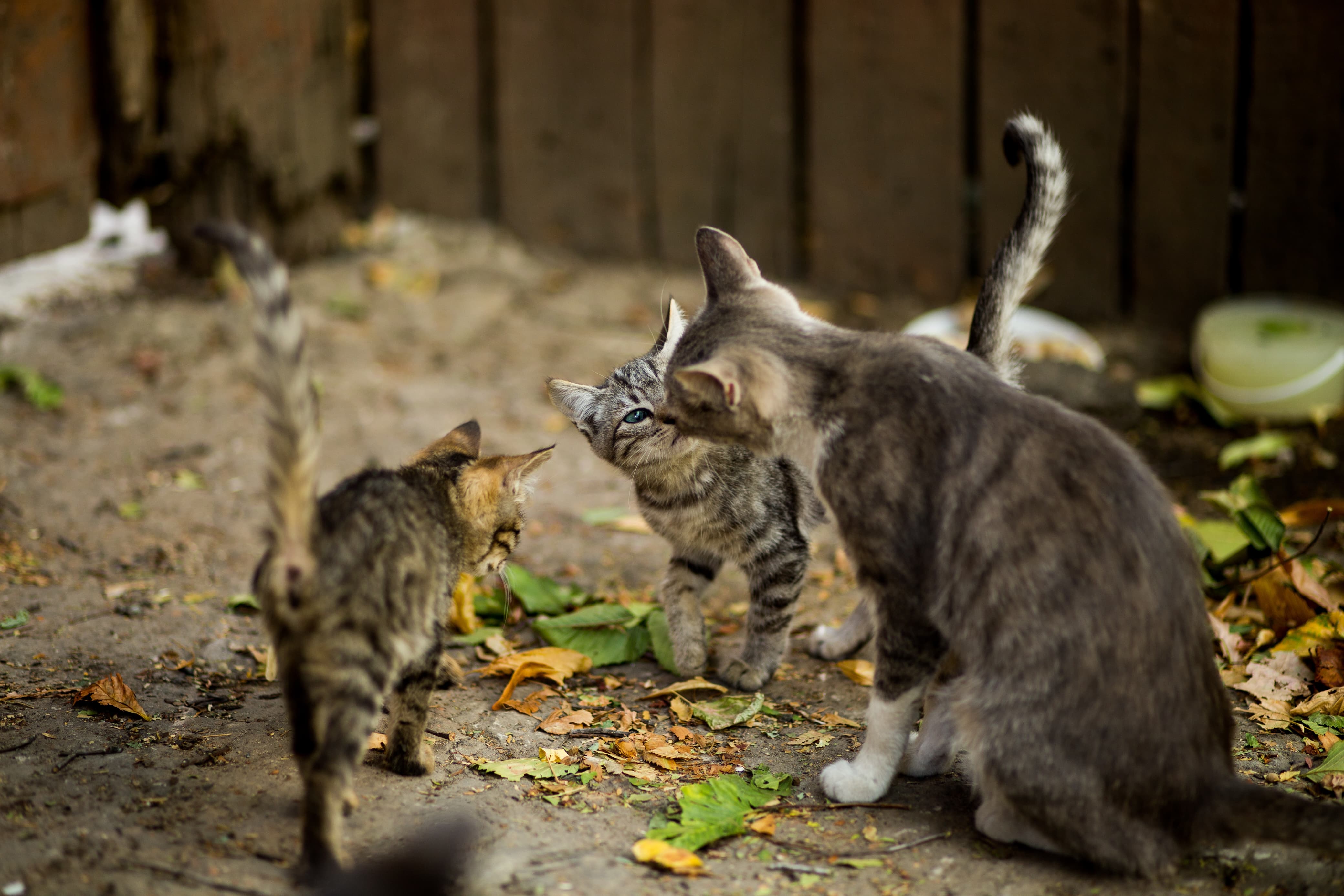 Wisata Pulau Kucing akan hadir di Kepulauan Seribu