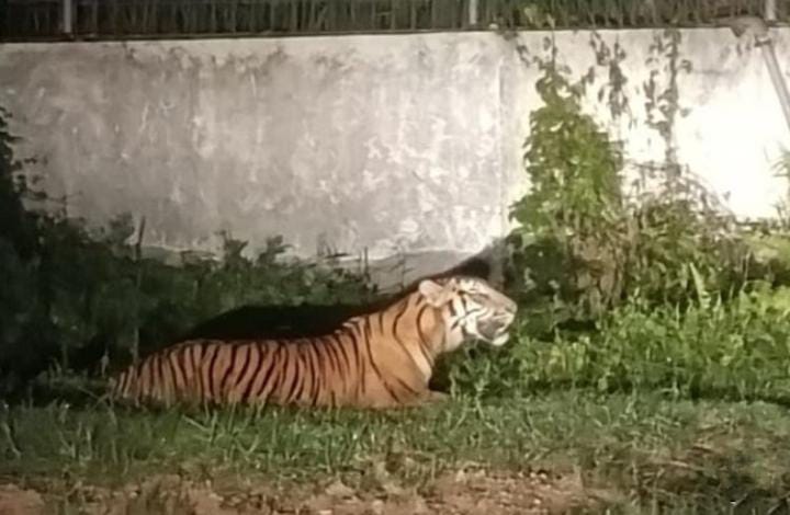 Potret harimau Sumatera yang masuk di kawasan pabrik.