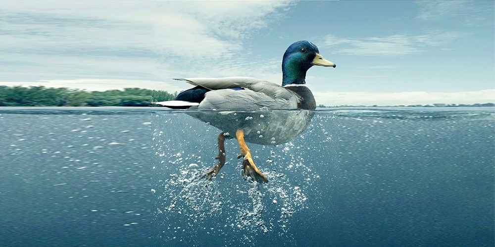 Mengenal apa itu duck syndrome yang sering dialami tanpa disadari.