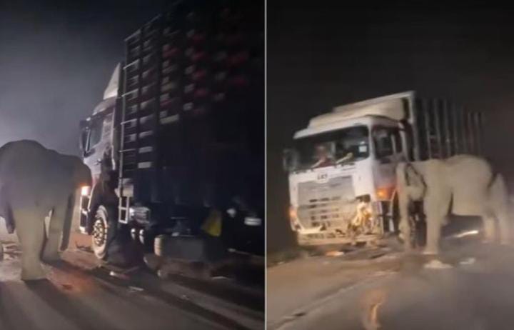 Induk Gajah menunggu di samping truk yang menabrak anaknya hingga mati di negara bagian perak, Malaysia pada Minggu (11/5) dini hari