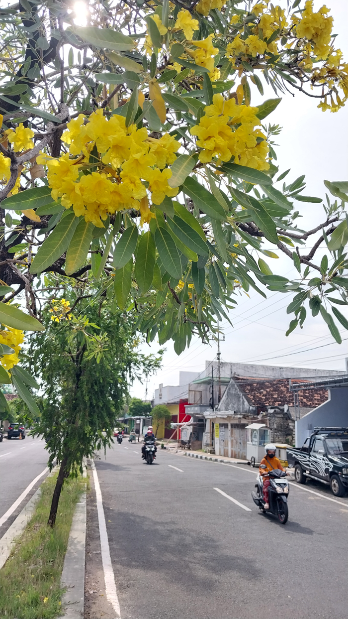 Bunga tabebuya yang bermekaran di tepi Jalan Letda Sucipto Tuban.