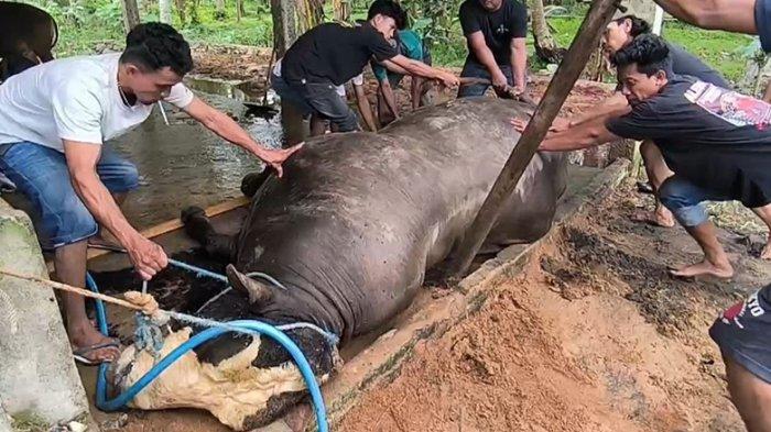 Sapi Presiden Prabowo Subianto ditemukan mati mendadak