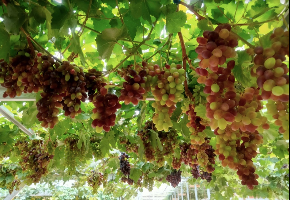 Kebun anggur di Tuban Brion Farm yang menarik untuk dikunjungi.