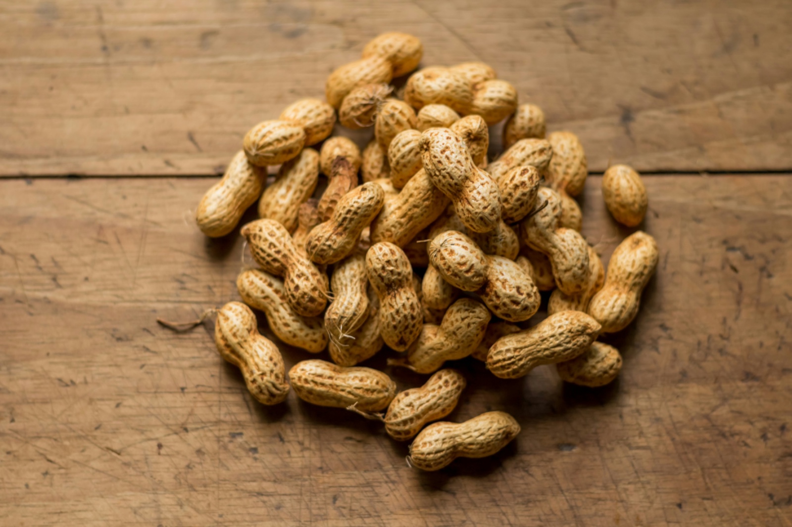 Ilustrasi kacang