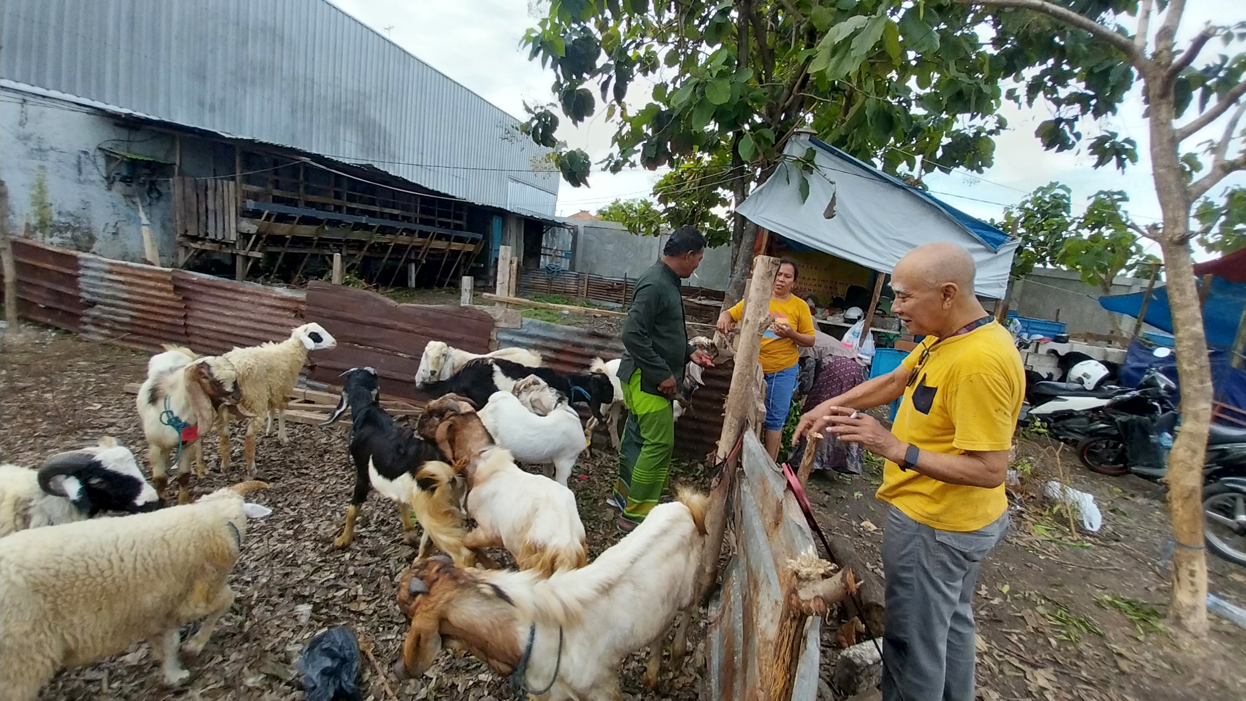 Pembeli kambing memilih hewan kurban di salah satu pedagang kambing di Kelurahan Mondokan