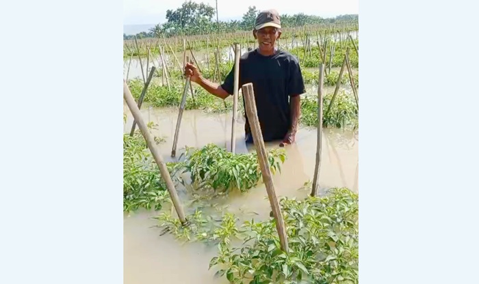 Petani Desa Kanorejo, Kecamatan Rengel terancam gagal panen akibat banjir luapan Sungai Bengawan Solo, kemarin (19/5).