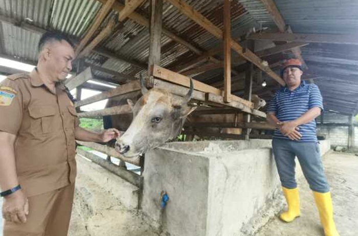 Penampakan sapi Papua yang dibeli presiden Prabowo.