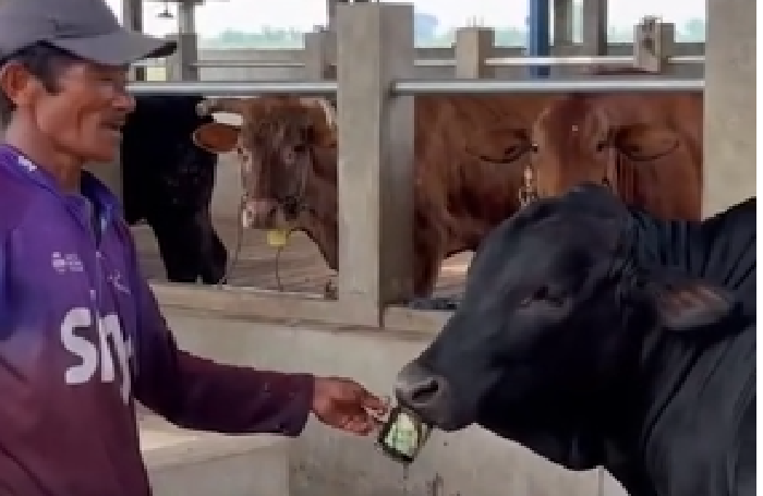 Apless, sapi berumur 8 bulan dari Mojokerto, jadi seleb karena tingkah lucunya yang bisa ngopi dan nongkrong.