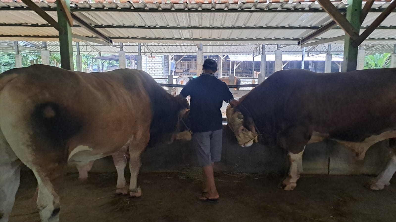 Sapi simental seberat 900 kg milik Anis Aigiri yang akan menjadi hewan kurban Setneg di Hari Raya Idul Adha nanti.