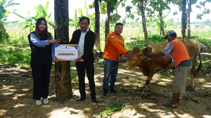 Lewat program CSR Idul Adha, PT KIG salurkan 3 sapi kurban ke warga Desa Socorejo, Temaji, dan Karangasem.