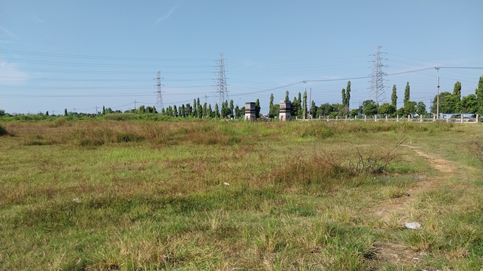 Warga mencari rumput di lahan bekas Pasar Besar Tuban yang saat ini jadi lahan kosong.