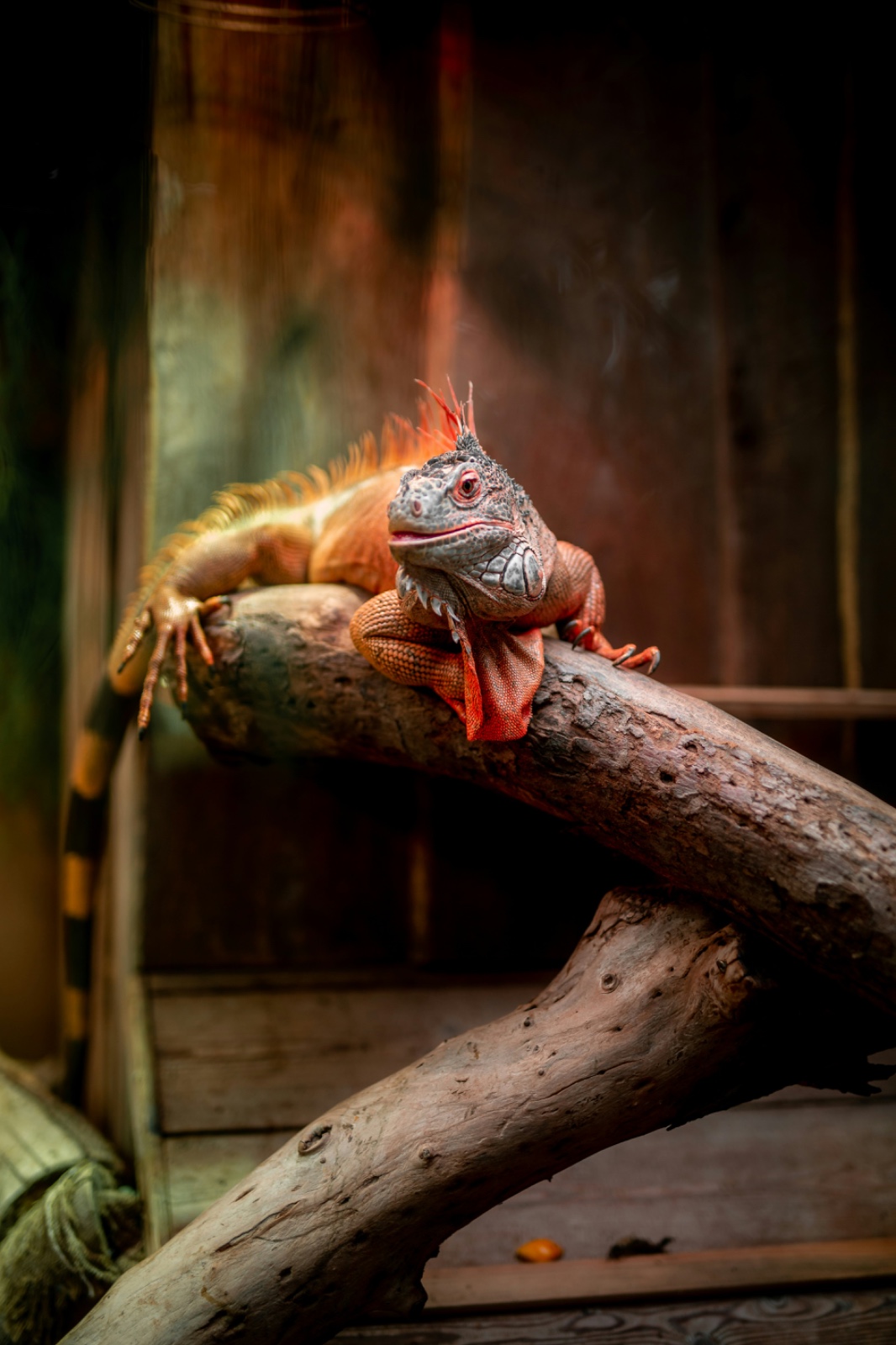 Iguana jadi rekomendasi hewan peliharaan yang low budget