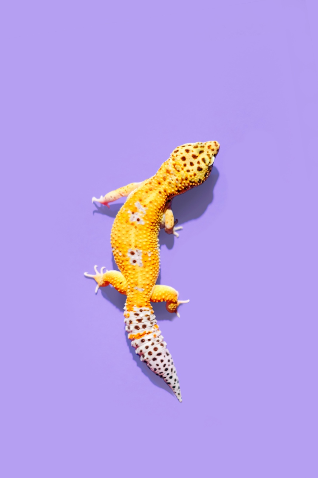 Leopard Gecko, hewan reptil yang ideal untuk para pemula yang ingin miliki hewan peliharaan