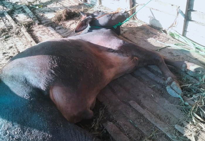 Salah satu sapi mati karena terkena PMK di Tuban.