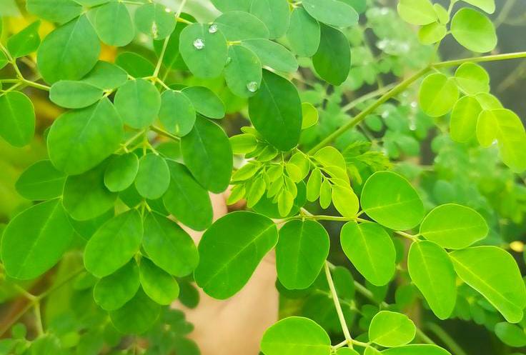 Tanaman herbal meniran untuk mengatasi asam urat