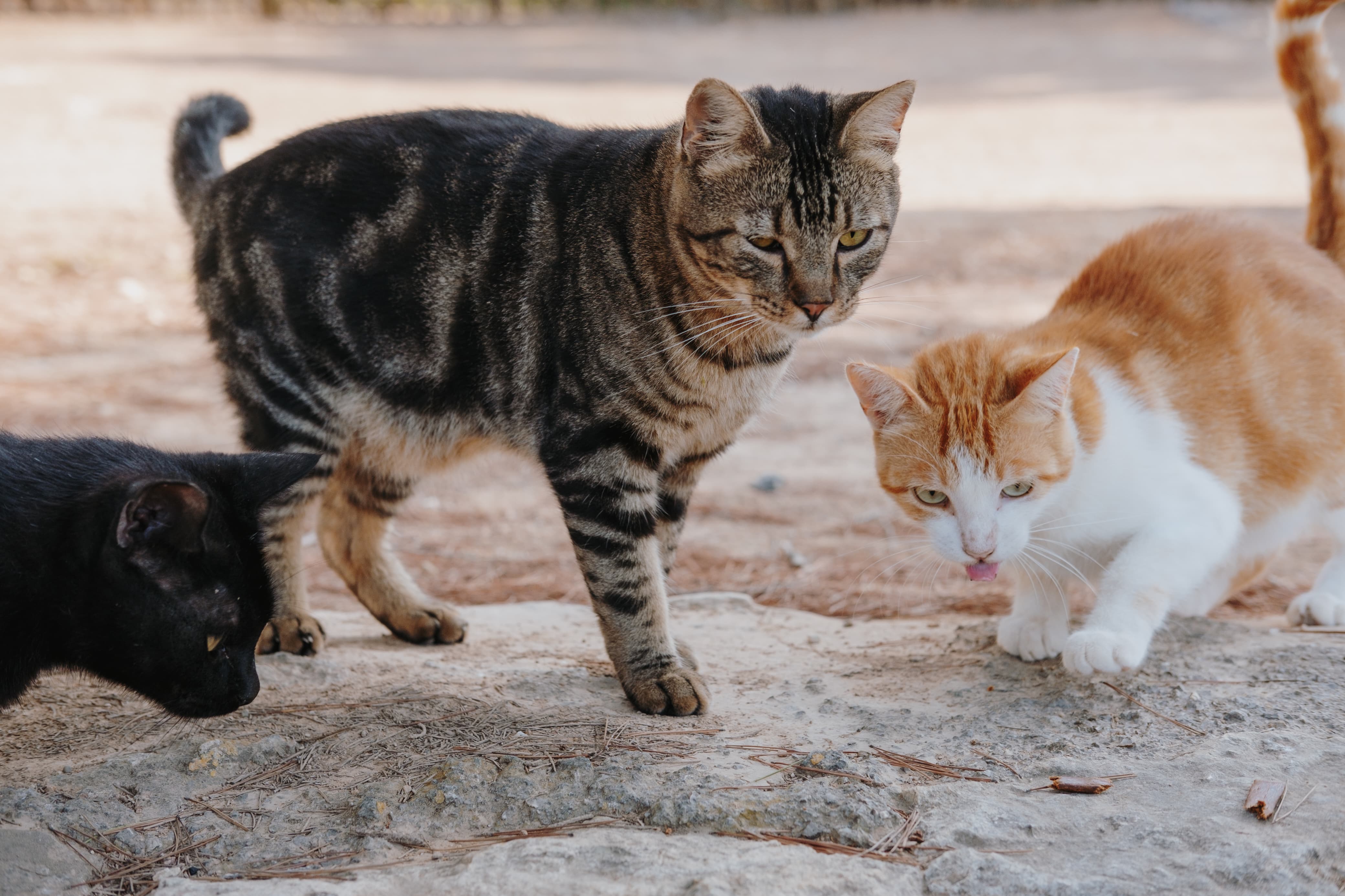 Kucing liar yang sering buang kotoran di halaman