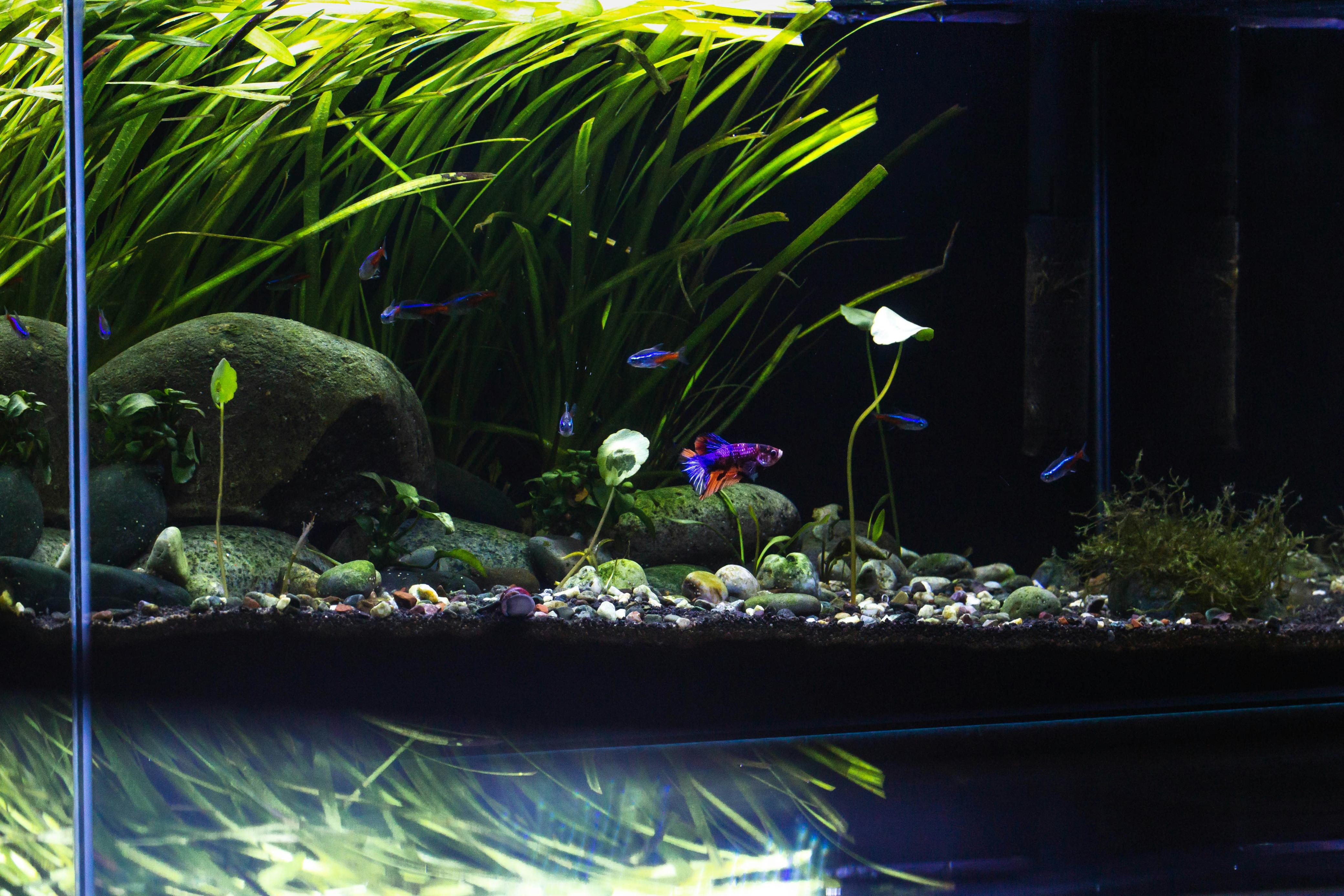 Rahasia Aquascape Indah dan Ikan Hias Sehat
