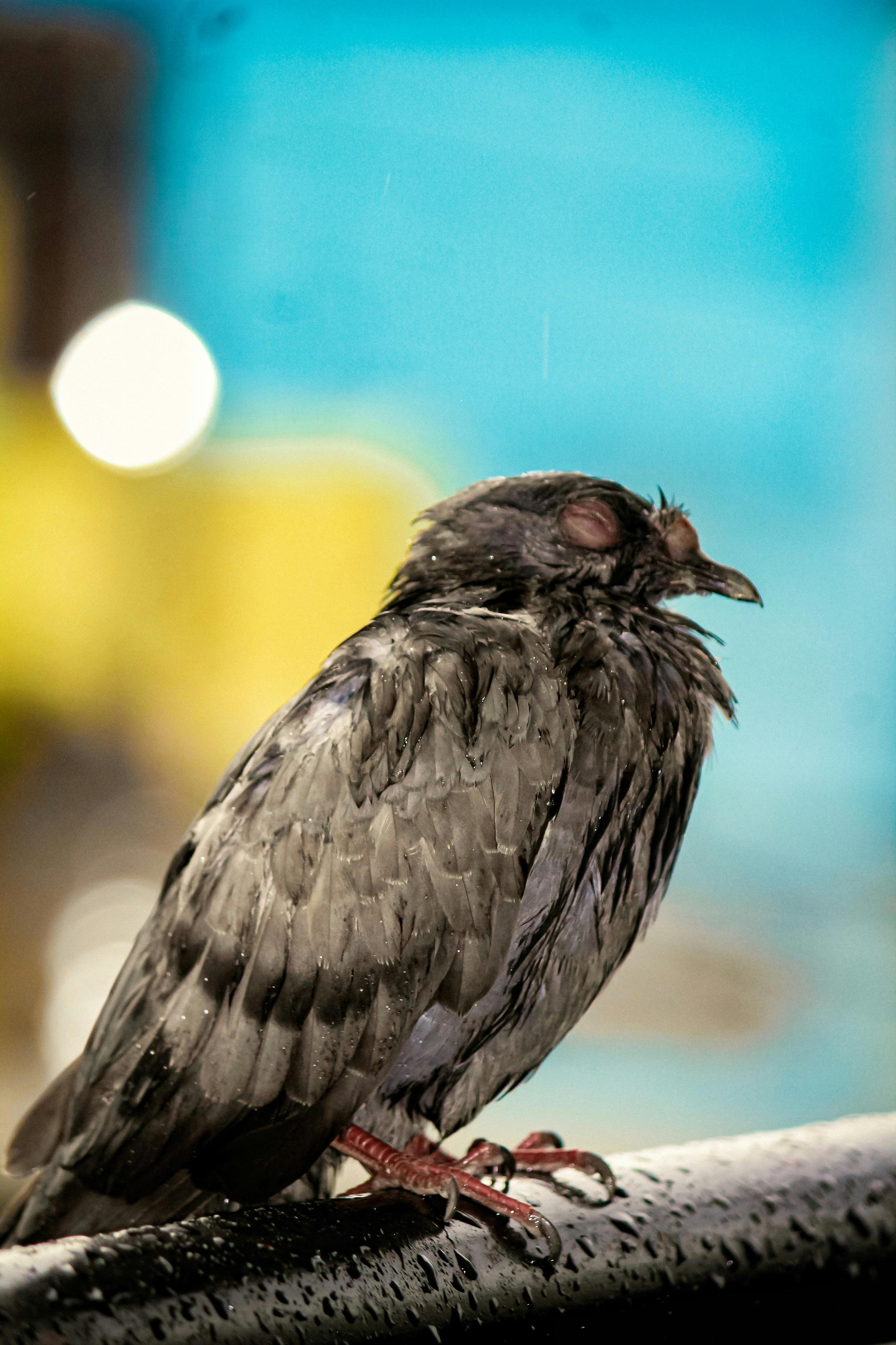 Langkah Cepat Sembuhkan Snot pada Burung Kicau