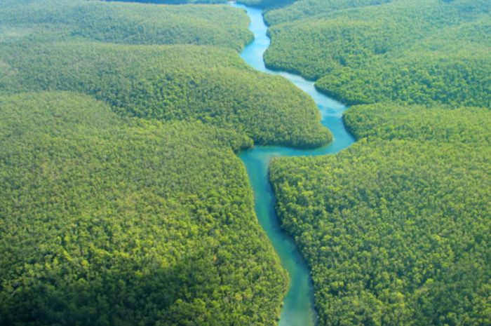 Dari penyumbang air tawar dunia hingga benteng terakhir melawan krisis iklim, Hutan Amazon lebih dari sekadar zona penuh nyamuk.