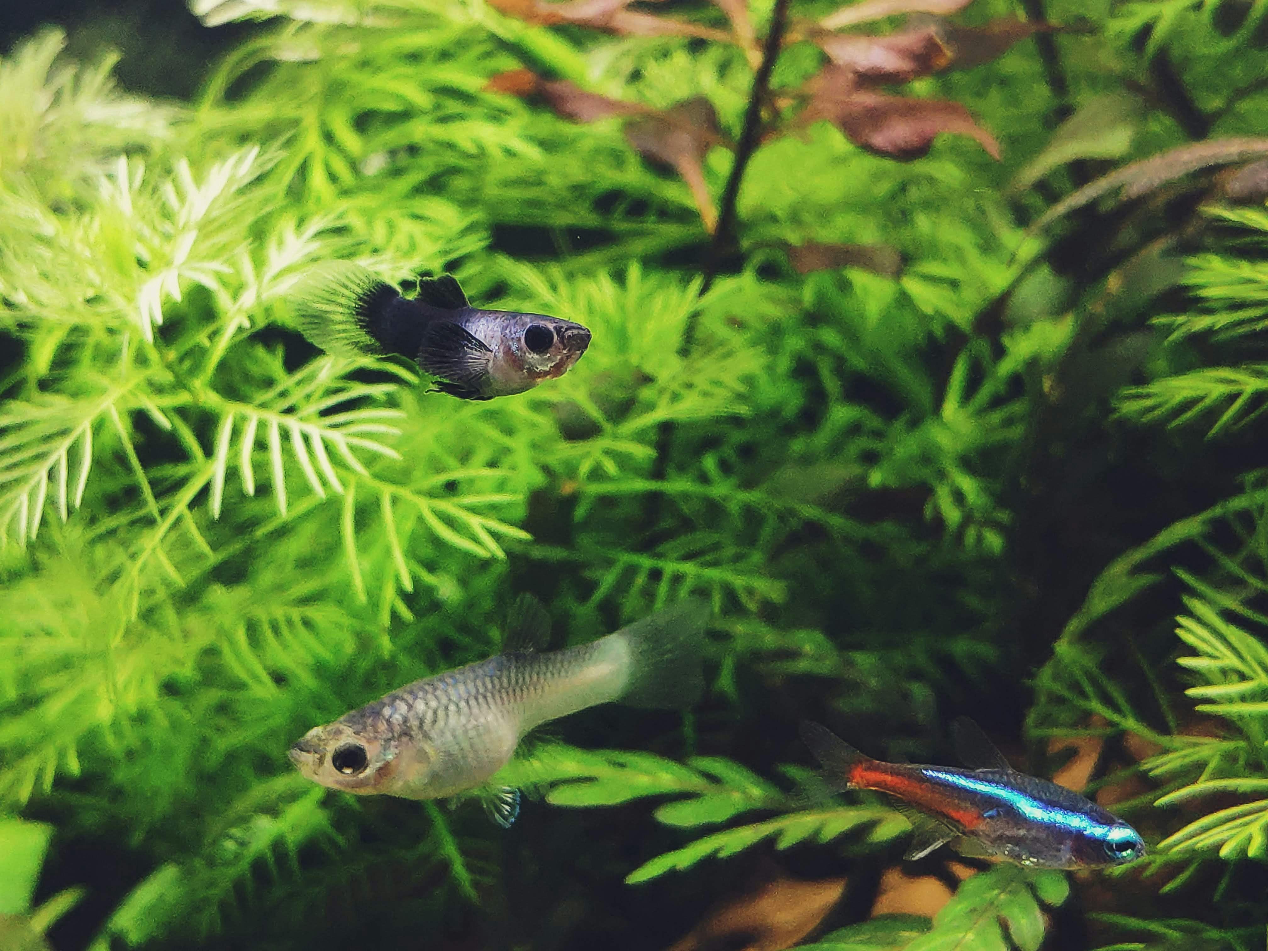 Dari Cardinal Tetra yang mencolok hingga Rasbora yang elegan, kenali ikan-ikan terbaik untuk mempercantik aquascape kamu.