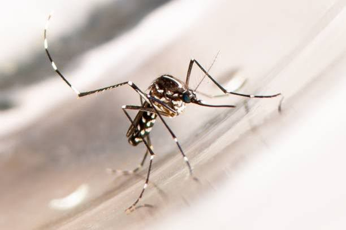 WHO Siapkan Strategi Baru Hadapi Risiko Global Penyakit dari Nyamuk Aedes