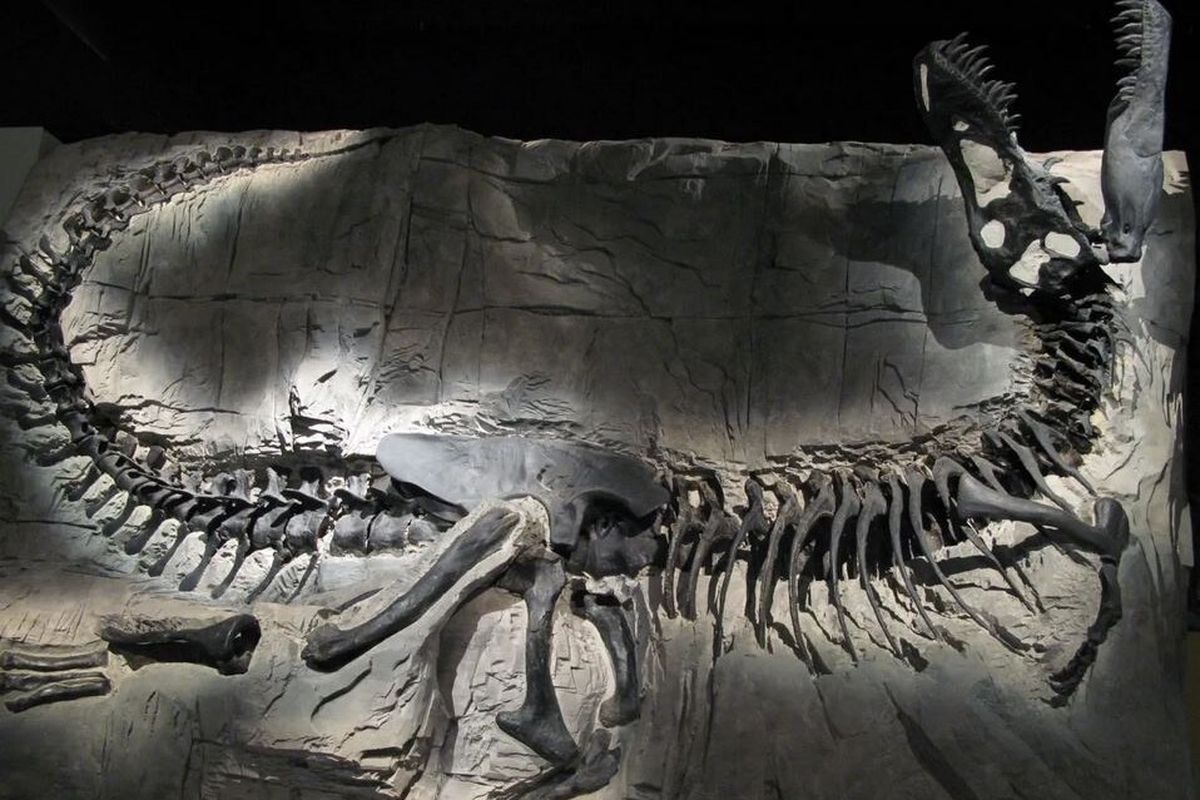 Fosil Dinosaurus Khankhuuluu