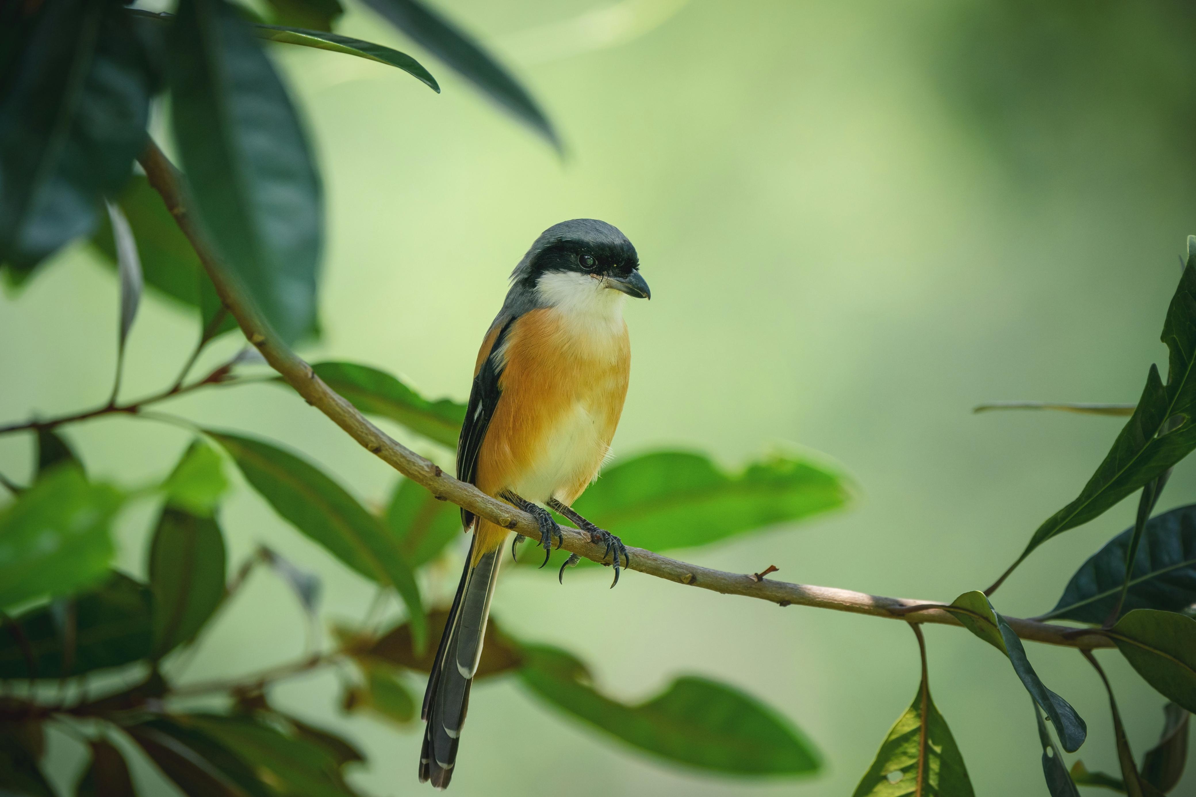 Burung pentet tidak cukup dirawat biasa&mdash;butuh masteran khusus agar suara dan mentalnya maksimal.