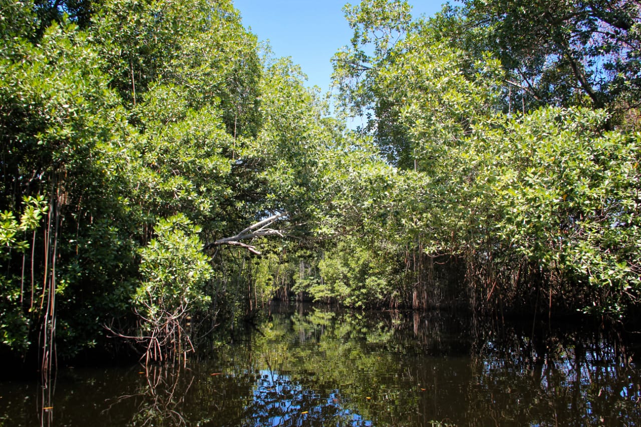PP 27/2025 mengatur perlindungan mangrove secara kolaboratif antara pemerintah, masyarakat lokal, pelaku usaha, dan akademisi.