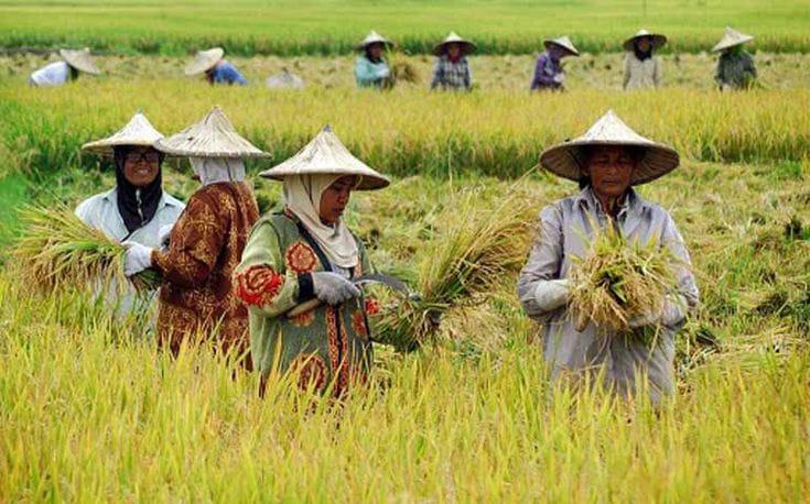 pertanian jadi profesi yang diminati tahun 2030