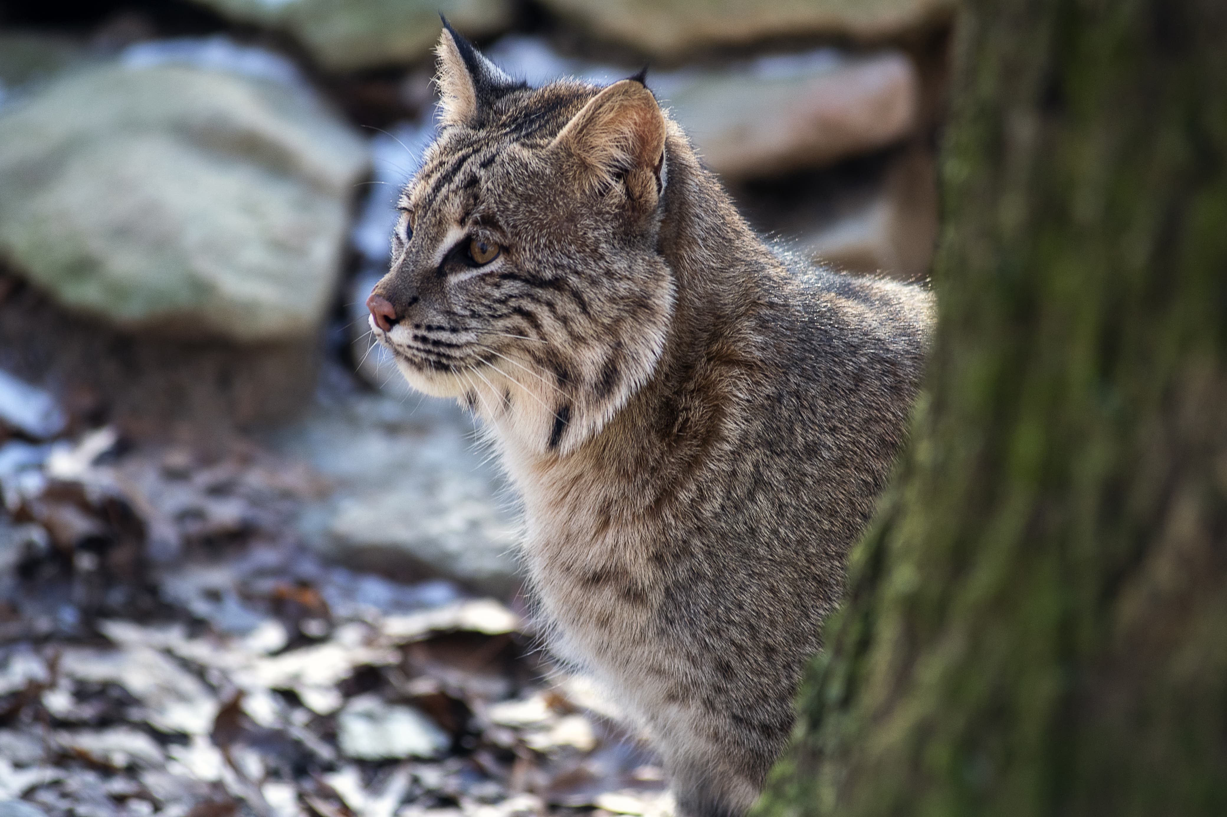 Ilustrasi wild cat