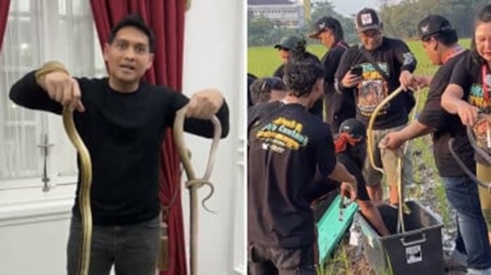 Bupati Lucky Hakim melepas ribuan ular jinak ke sawah Indramayu untuk mengatasi hama tikus yang merugikan petani.