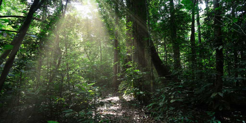 Ilustrasi hutan. Indonesia di posisi ke-8 negara dengan hutan terluas di dunia.