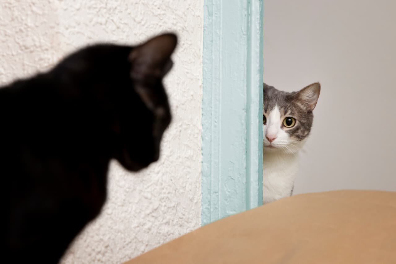 Studi terbaru bongkar fakta bahwa kucing dapat mengidap demensia.