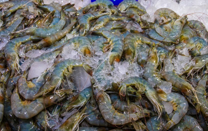 Ilustrasi foto udang dari tambak Indonesia