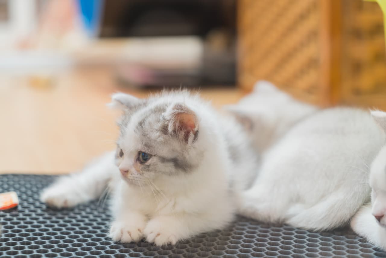 Benarkah Kucing Akan Menjauh dari Majikannya Saat Mendekati Ajal