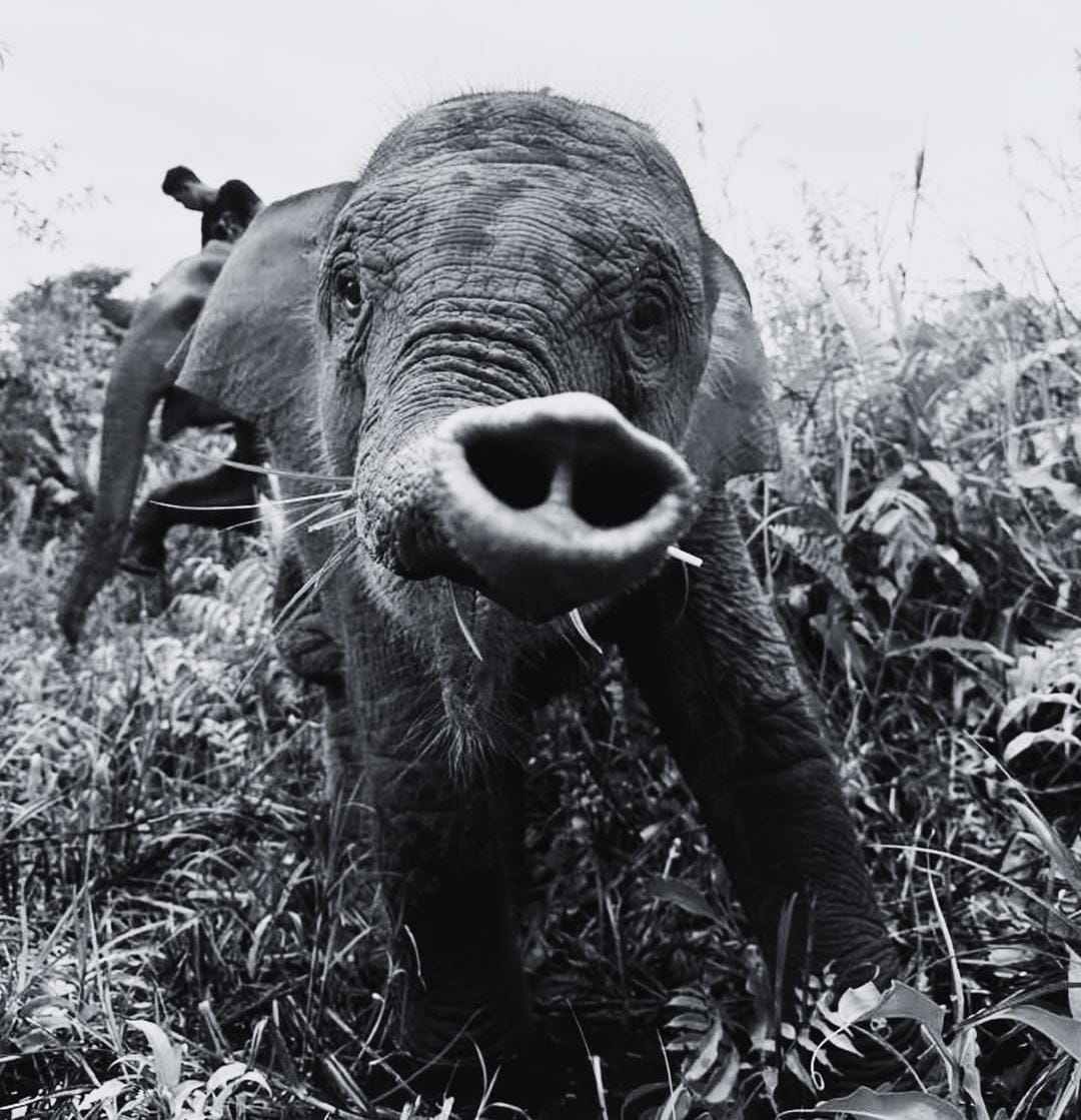 Potret Tari, anak gajah Sumatra yang meninggal di Taman Nasional Tesso Nillo