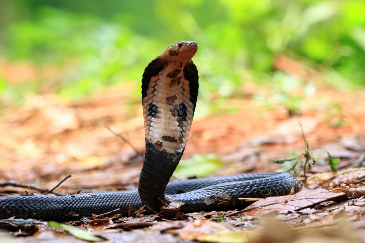 Ular, Hewan yang menjadi penyebab Ophidiophobia