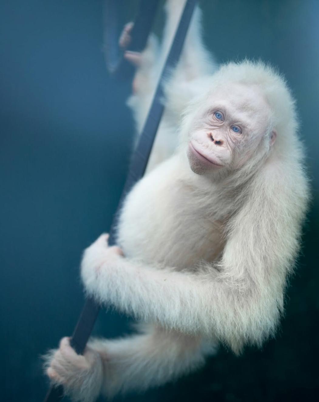 Alba satu-satunya orang utan albino di dunia.
