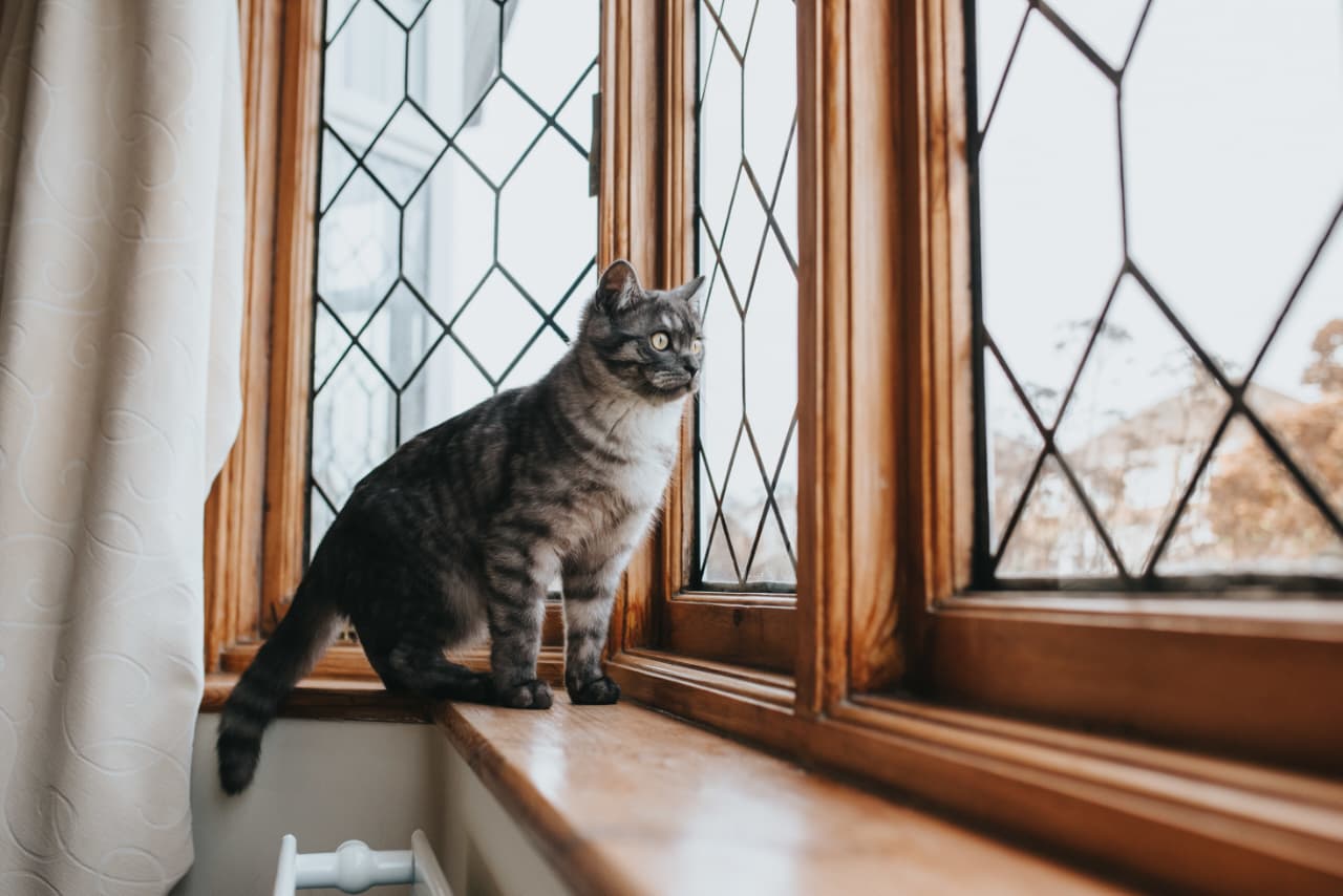 Mitos Kucing Harus Sering Keluar Rumah Ternyata Salah, Ini Panduan Merawat Kucing agar Tetap Sehat dan Aman di Dalam