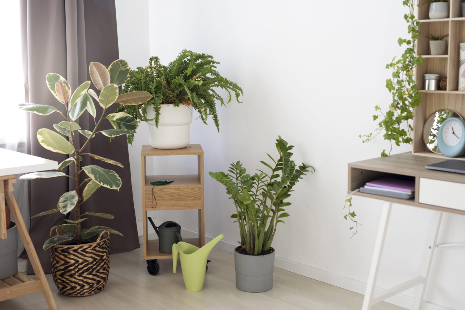 5 Tanaman Hias Menurut Feng Shui yang Bisa Tarik Kekayaan, Keberuntungan, dan Aura Positi