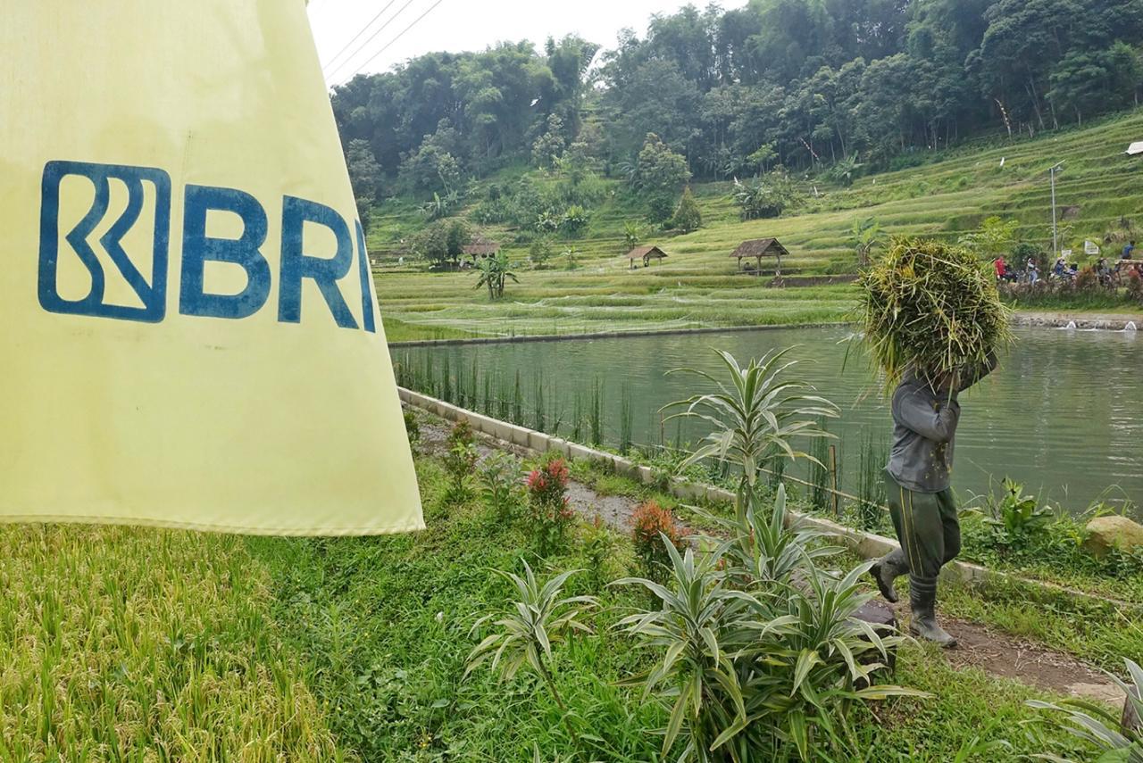 BRI komitmen dukung petani lewat KUR Rp50,95 triliun, klaster usaha, hingga digitalisasi.