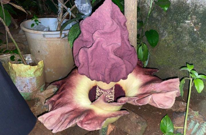 Bunga bangkai jenis suweg mekar di area perkarangan rumah warga.