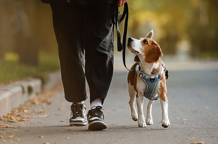 Ilustrasi wisatawan yang membawa anjing di kota Italia akan dikenakan pajak.