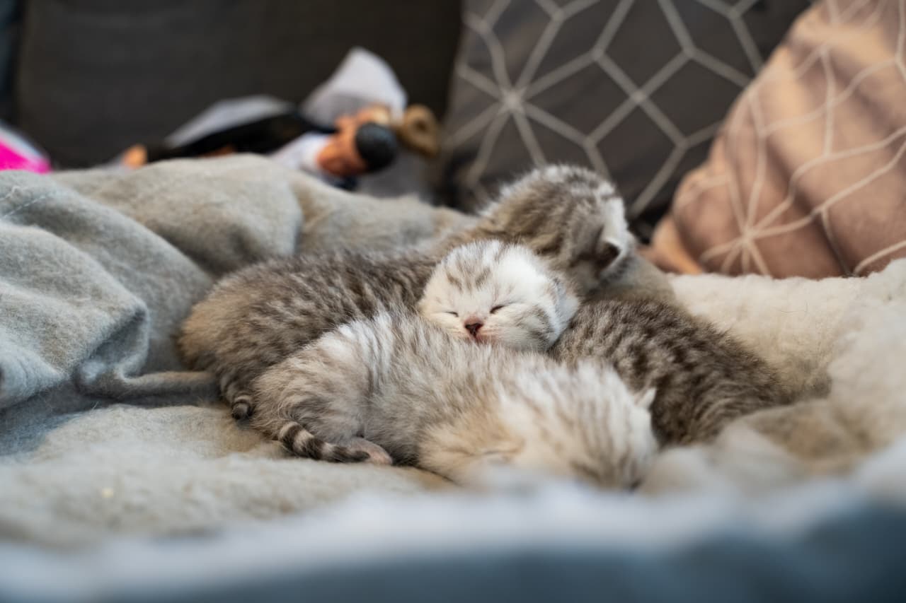 Ilustrasi Kitten atau anak kucing yang baru lahir.