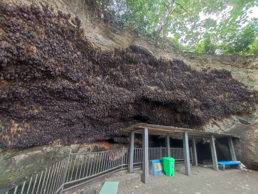 Ribuan kelelawar menggantung pada langit-langit Gua Ngerong.