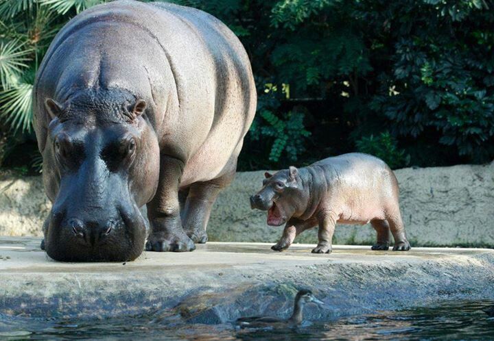 Peneliti menemukan fosil kuda nil berumur 40.000 tahun di Jerman Barat