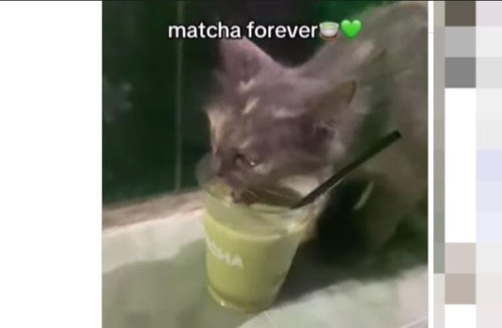 Tangkapan layar video menampilkan kucing meminum matcha.